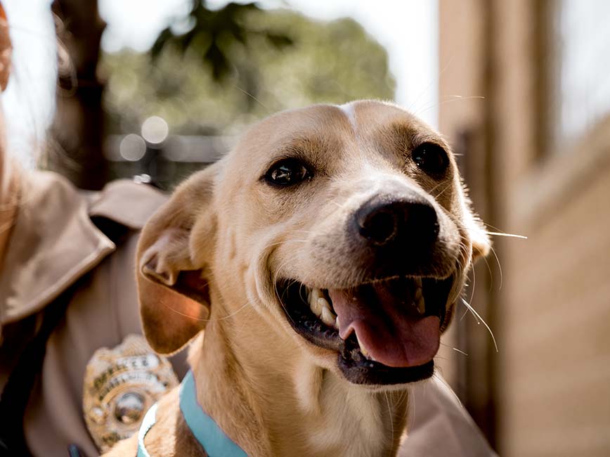 Dog