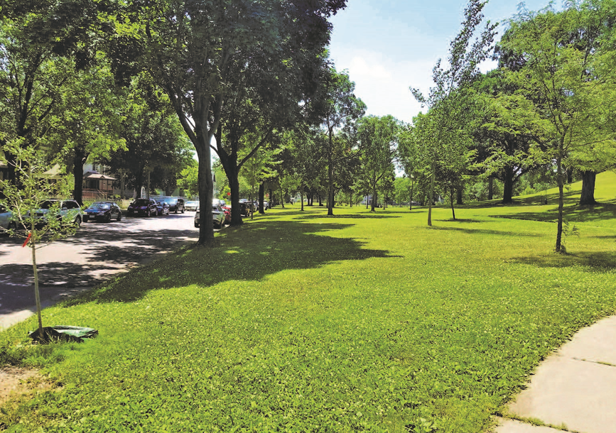 View of grassy area in a park lined with trees