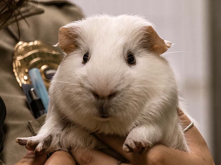 Guinea pig