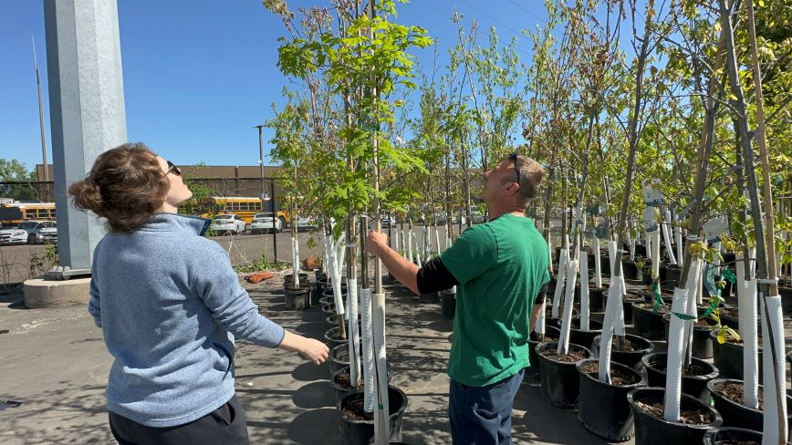 Tree sales in Minneapolis