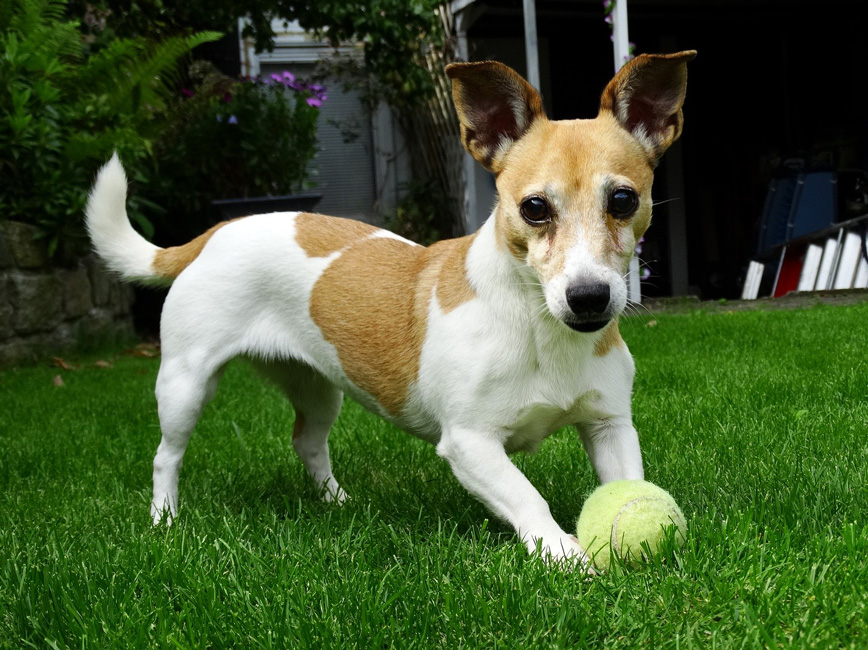 Dog with tennis ball