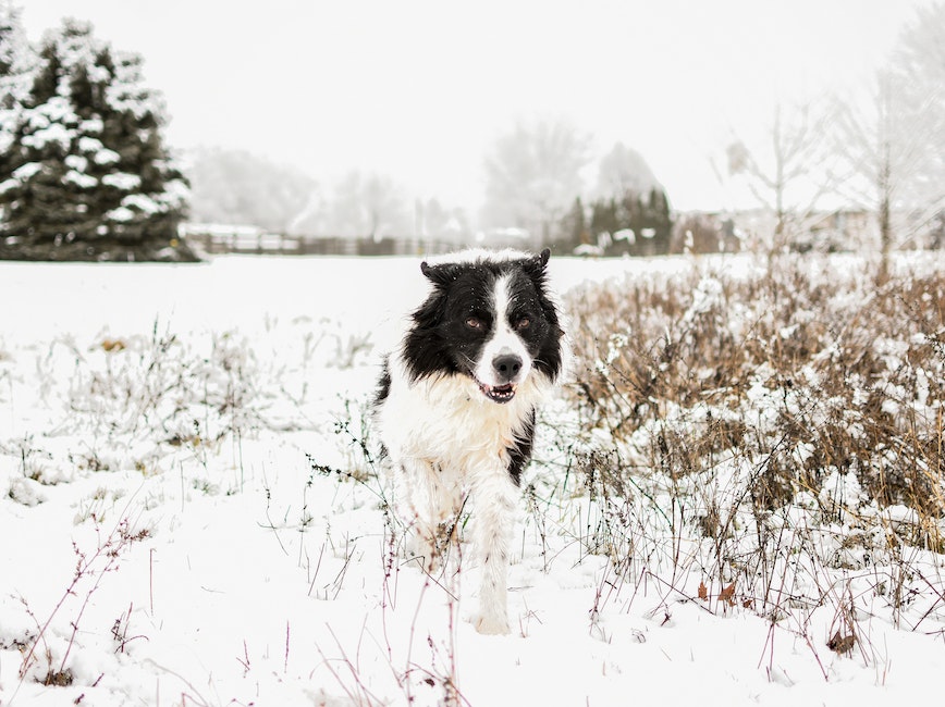 Dog running in the snow