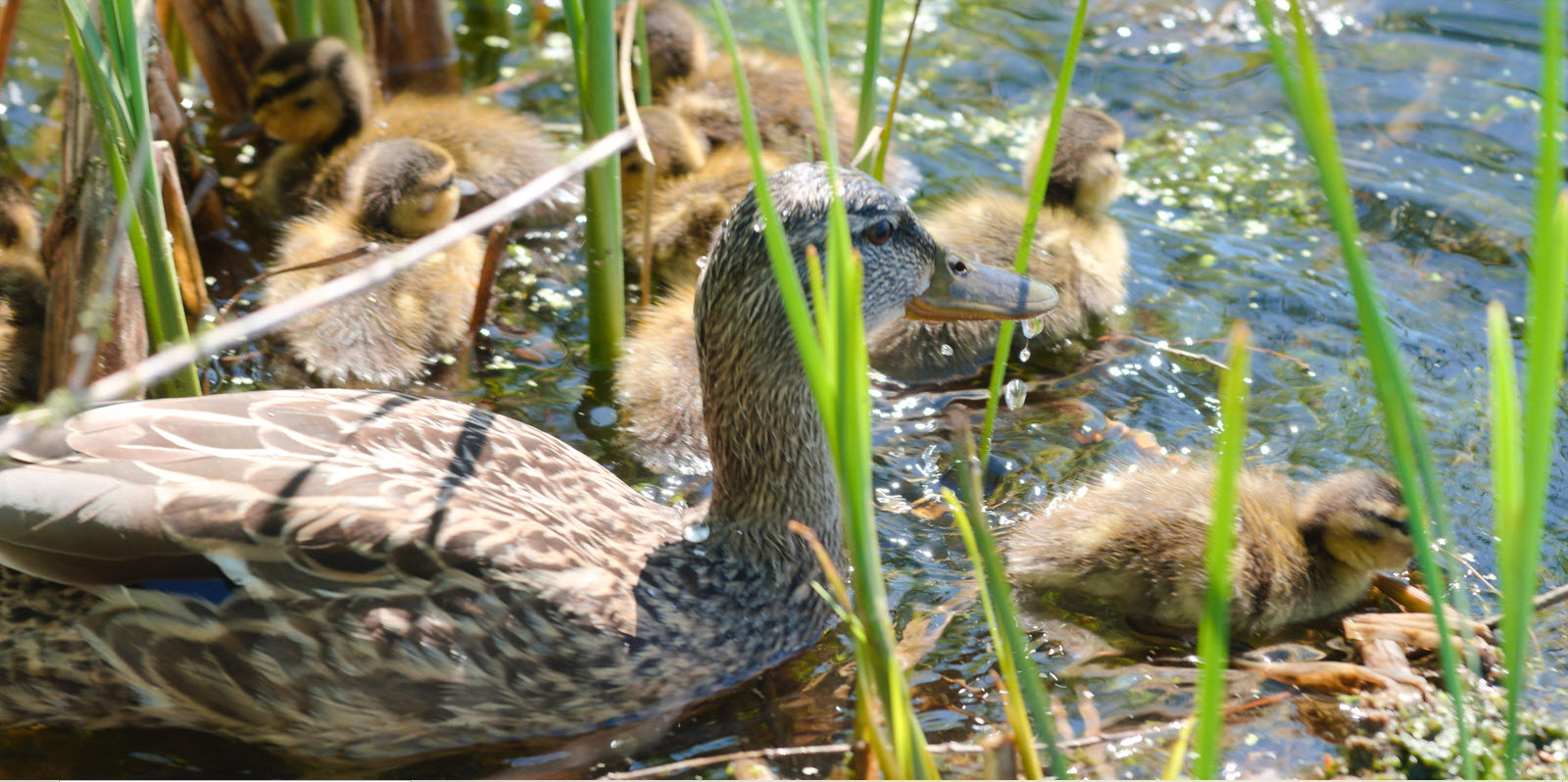 Ducks and ducklings in Nokomis, Mpls photo credit Fibonacci Blue