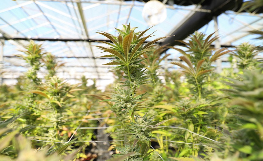 Cannabis plant indoors