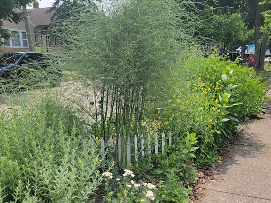 Plants in a garden on a boulevard.