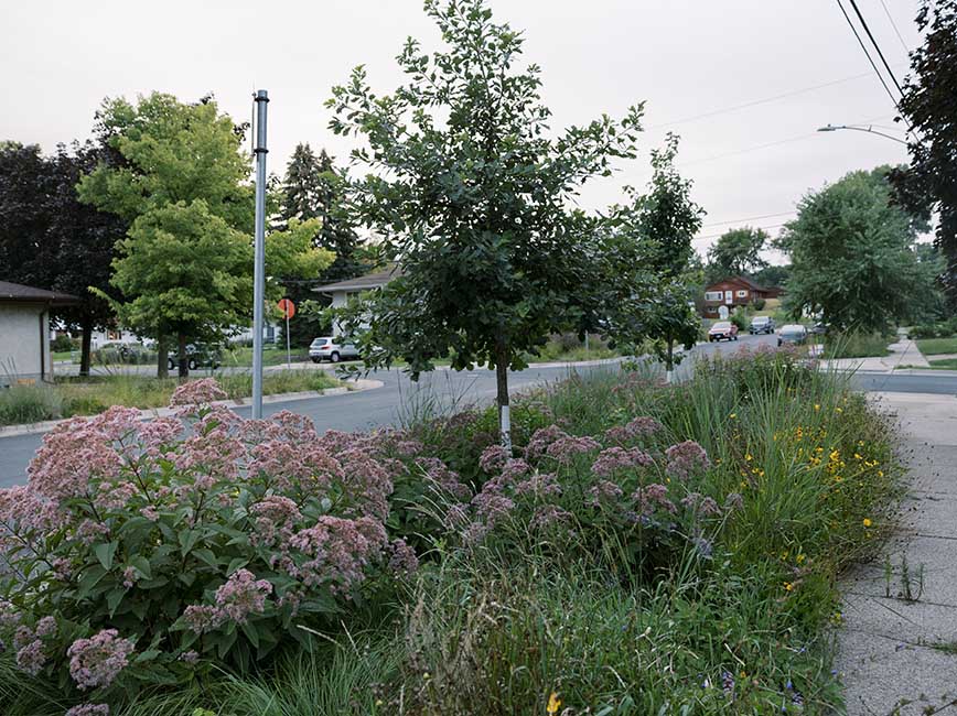 Tree and garden on a boulevard.