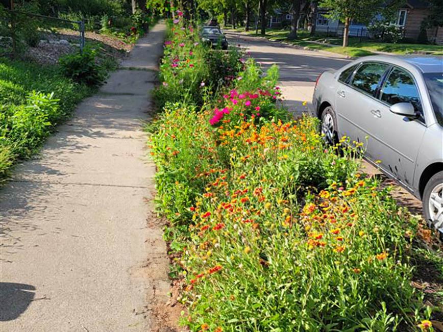Plants in a boulevard garden.