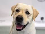 A great dog