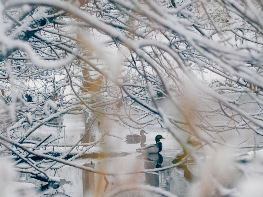 Ducks on a lake in winter