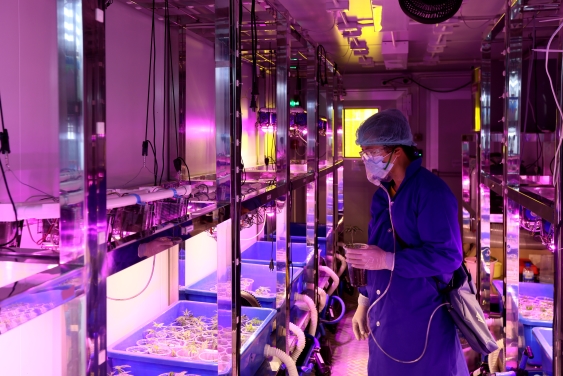 Person working in a indoor cannabis growing facility