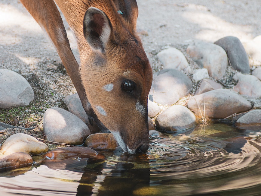 Deer drinking water